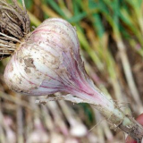 Когато са засадени чесъна през пролетта в отворена почва, така че има голям